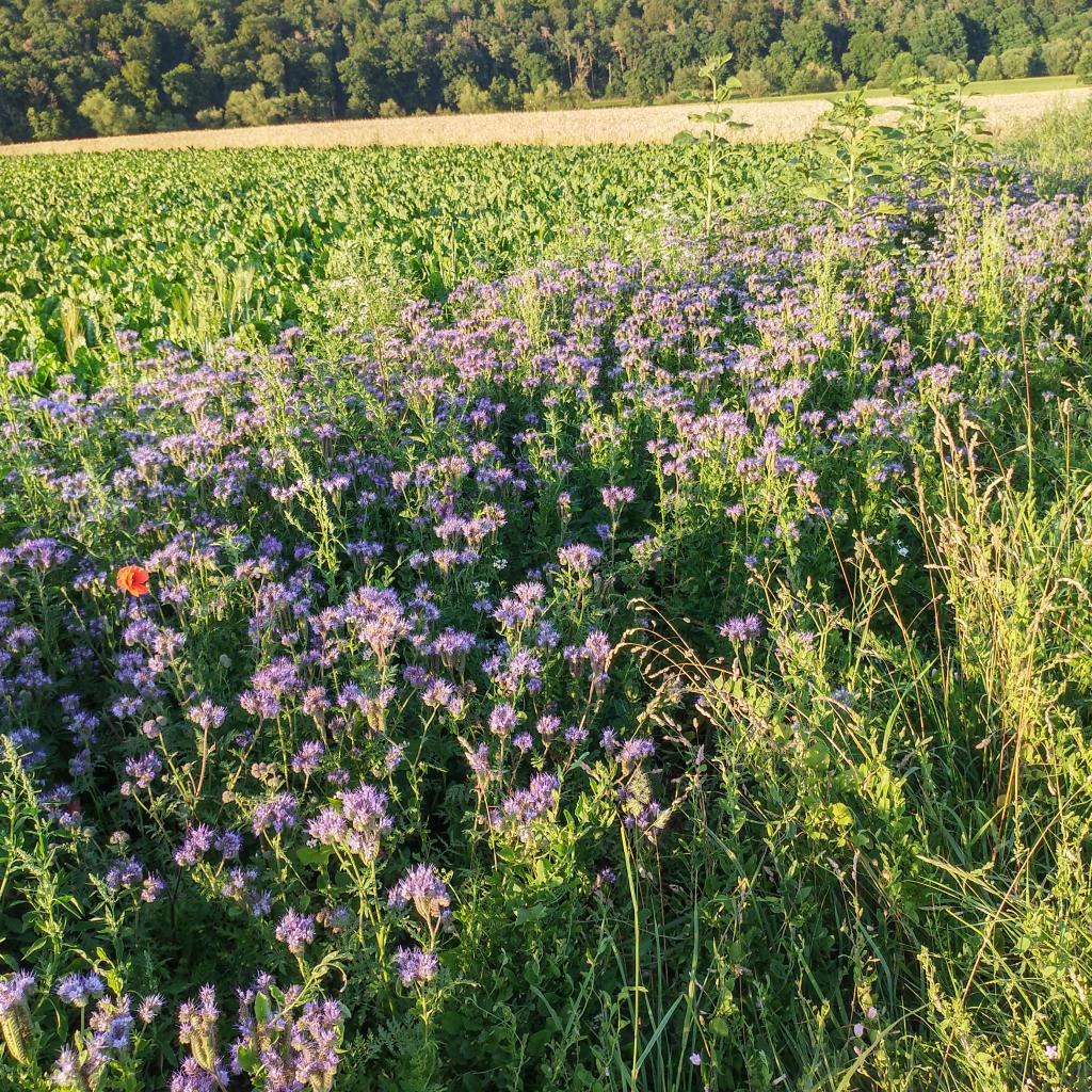 Blühstreifen am Rand eines Zuckerrübenfelds