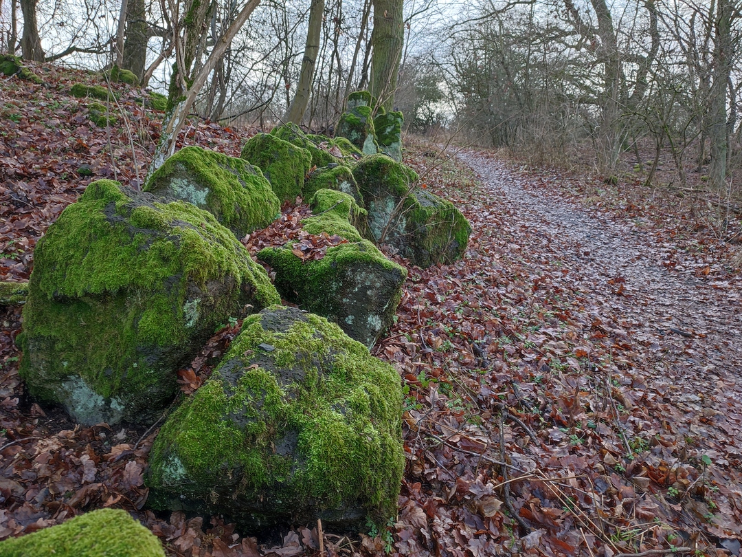 Ein Waldweg mit bemosten Steinen