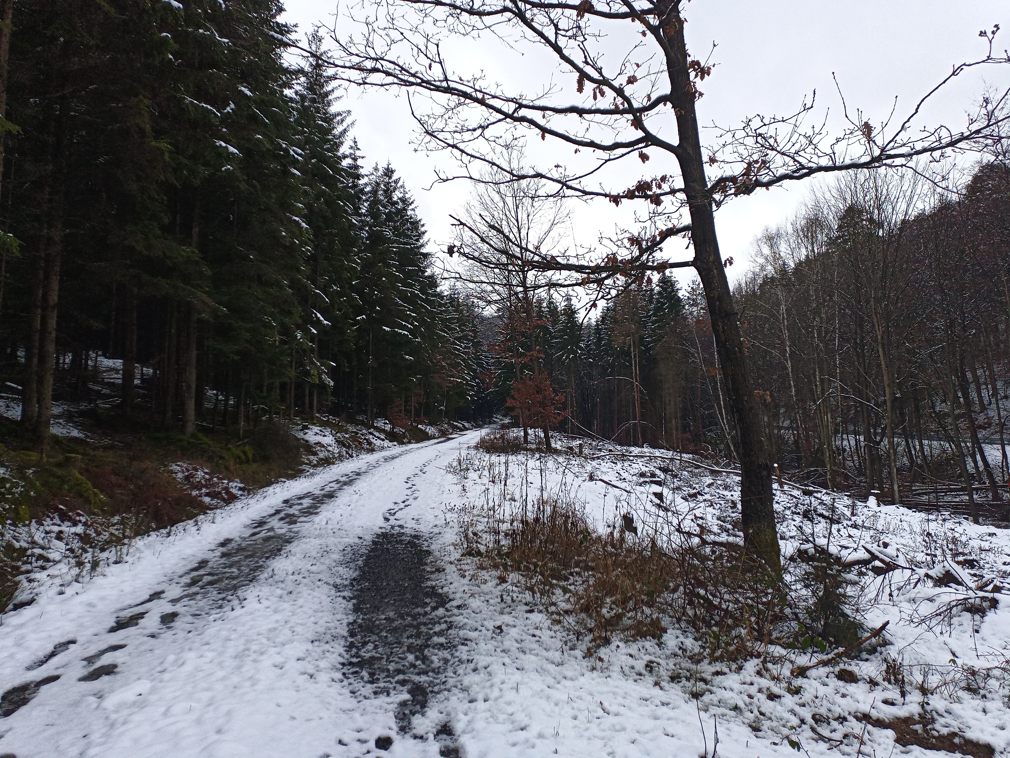Ein teilweise mit Schnee bedeckter Waldweg.