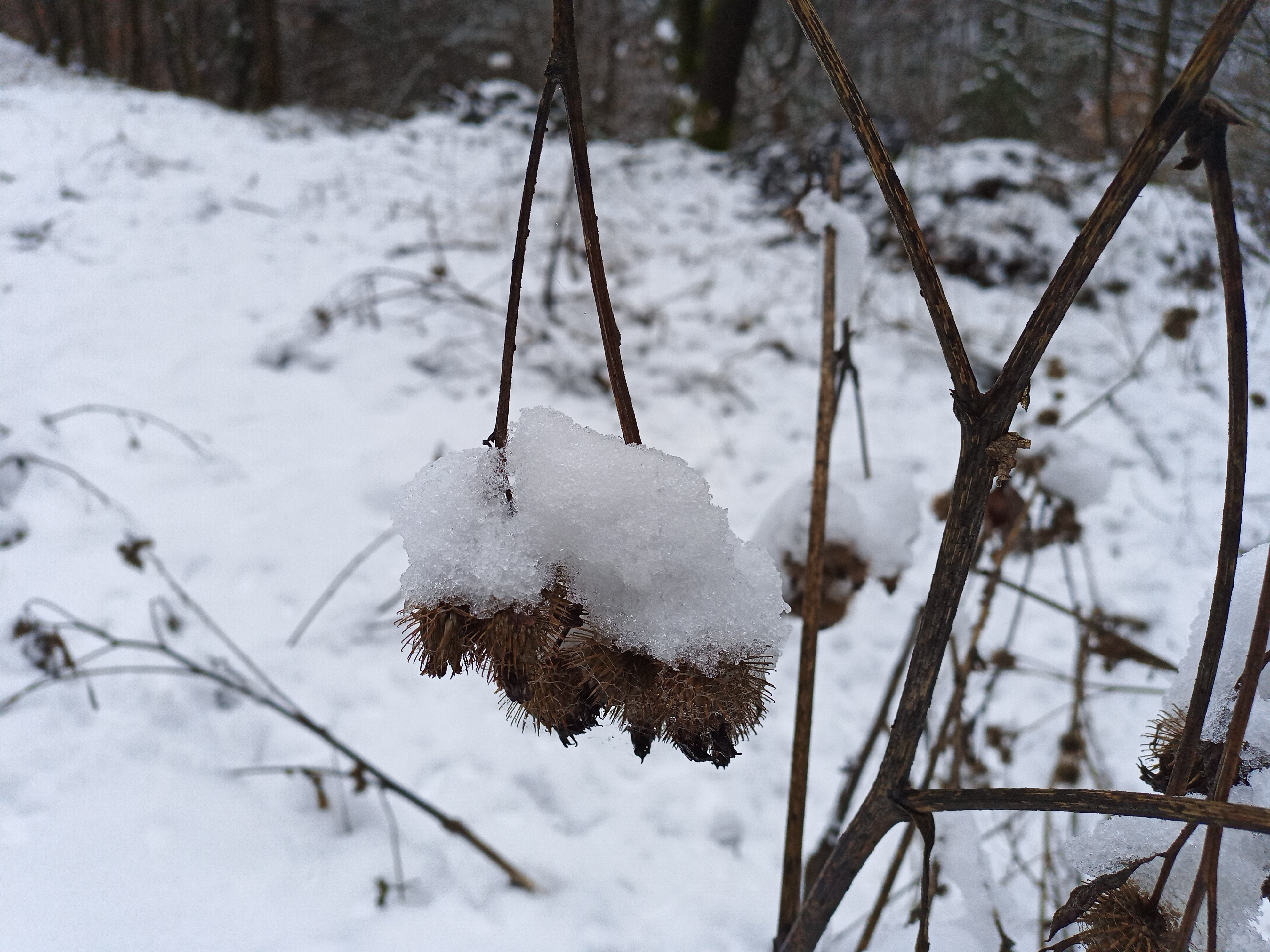 Eine Schneehaube auf vertrockneten Samenkapseln einer Pflanze.